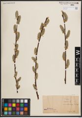 Foto von Salix caprea L.